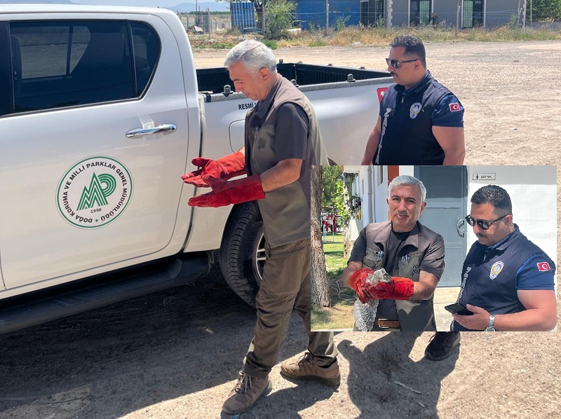 Battalgazi Zabıtası Bulduğu Yavru Baykuşu Koruma Altına Aldı