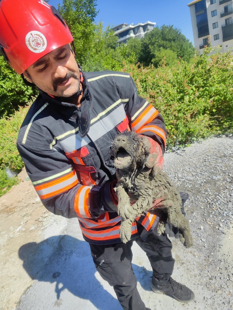 Büyükşehir İtfaiyesi Betonda Mahsur Kalan Köpeği Kurtardı